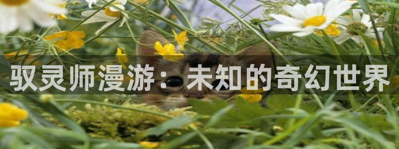 gay腐漫画：驭灵师漫游：未知的奇幻世界